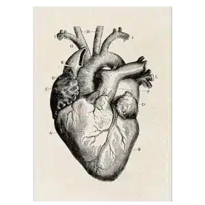 Plakat anatomisk art hjerte