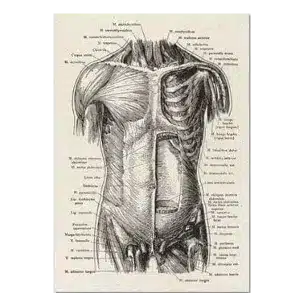 Plakat anatomisk art Kroppen