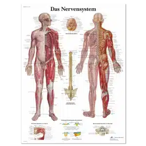 Plakat anatomi nervesystemet Tysk