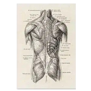 Plakat anatomisk art rygg